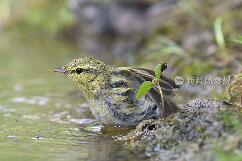 林莺(Phylloscopus sibilatrix)